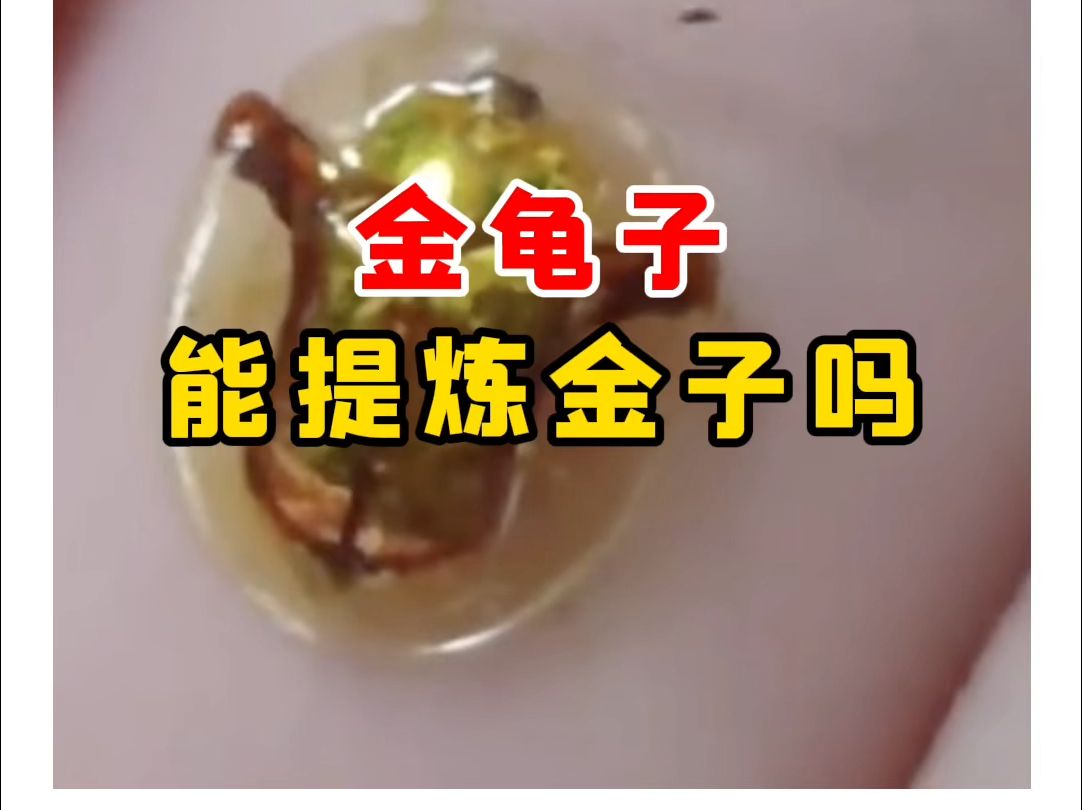 【微拍堂】金龟子能提炼金子吗