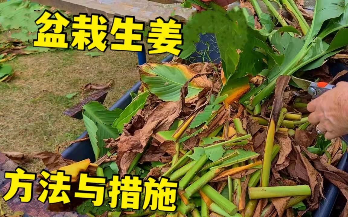 盆栽生姜种植的整套流程和方法哔哩哔哩bilibili