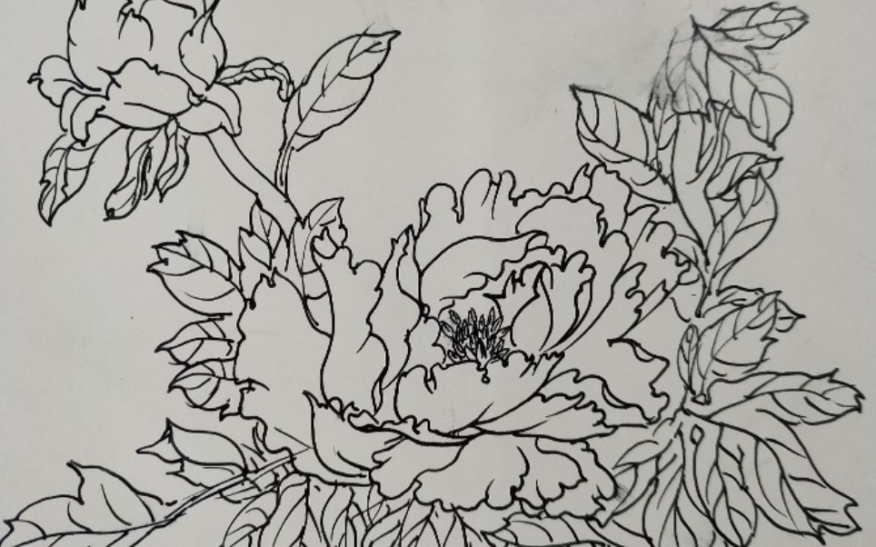 【钢笔速写】钢笔画牡丹白描效果