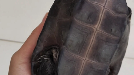 顶级刀刻纹墨龟