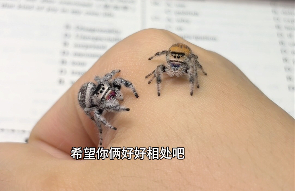 吵着要喝小甜水的小跳蛛