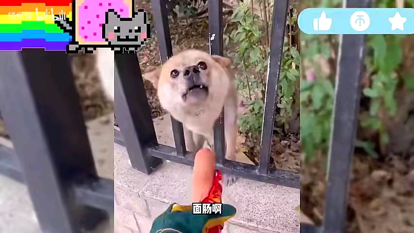 動物搞笑視頻合集