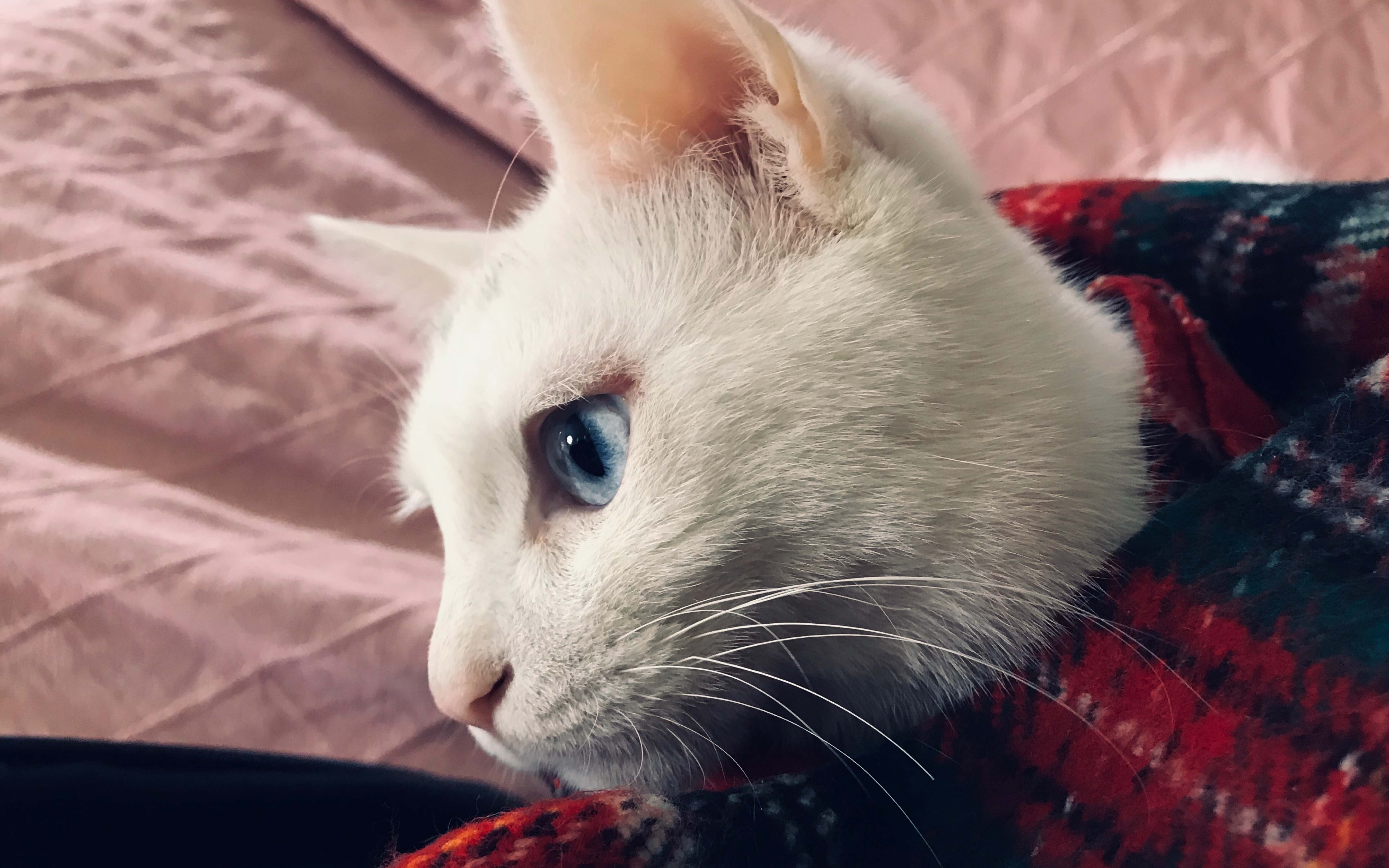 【日常】这是一只白白胖胖的名叫格力高的小猫咪_哔哩哔哩 (゜-゜)つ