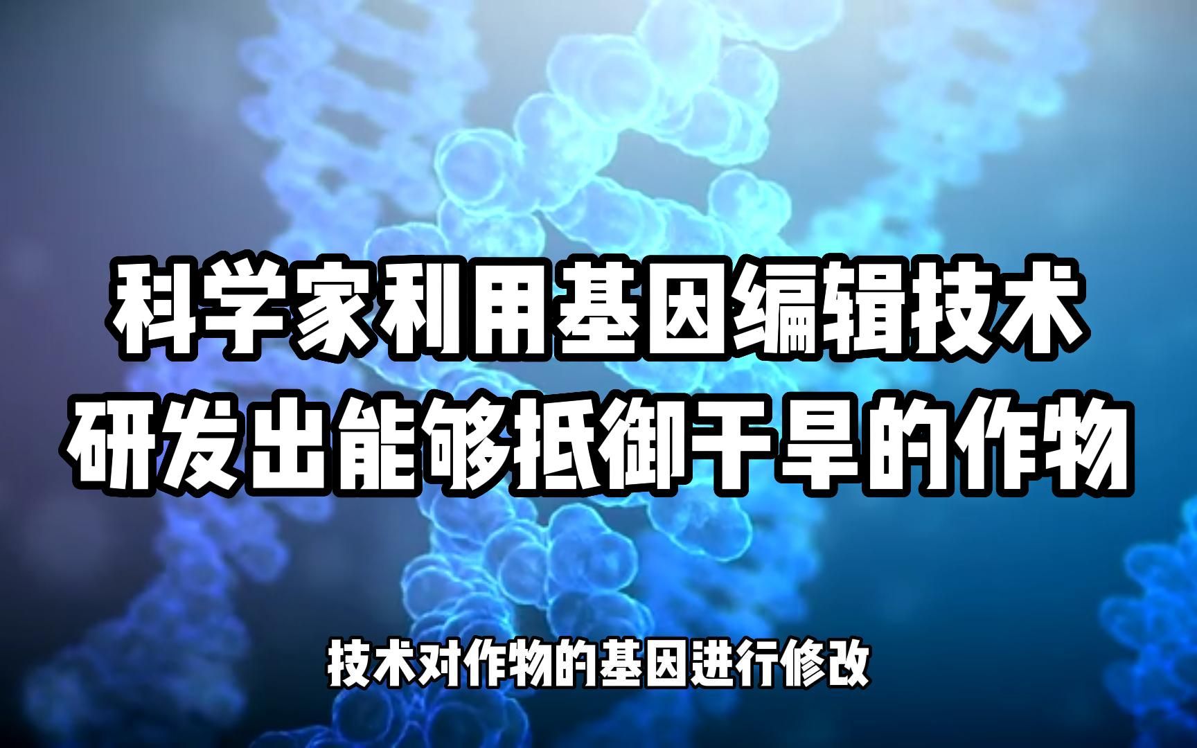 科學家利用基因編輯技術研發出能夠抵禦乾旱的作物