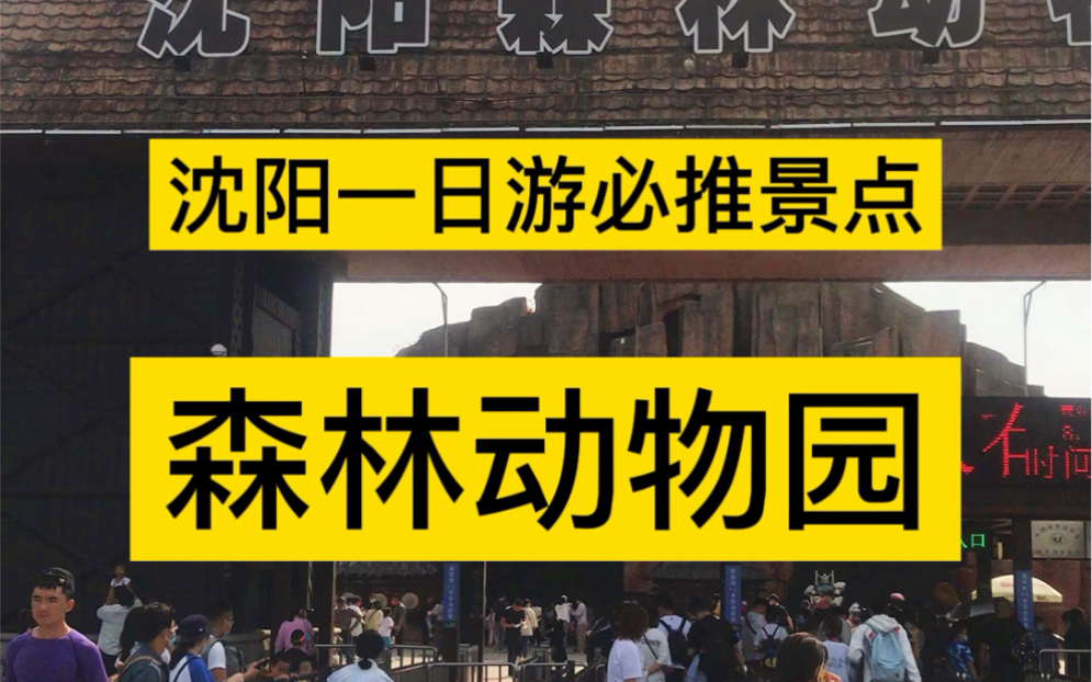 沈阳一日游必推景点,森林动物园哔哩哔哩bilibili