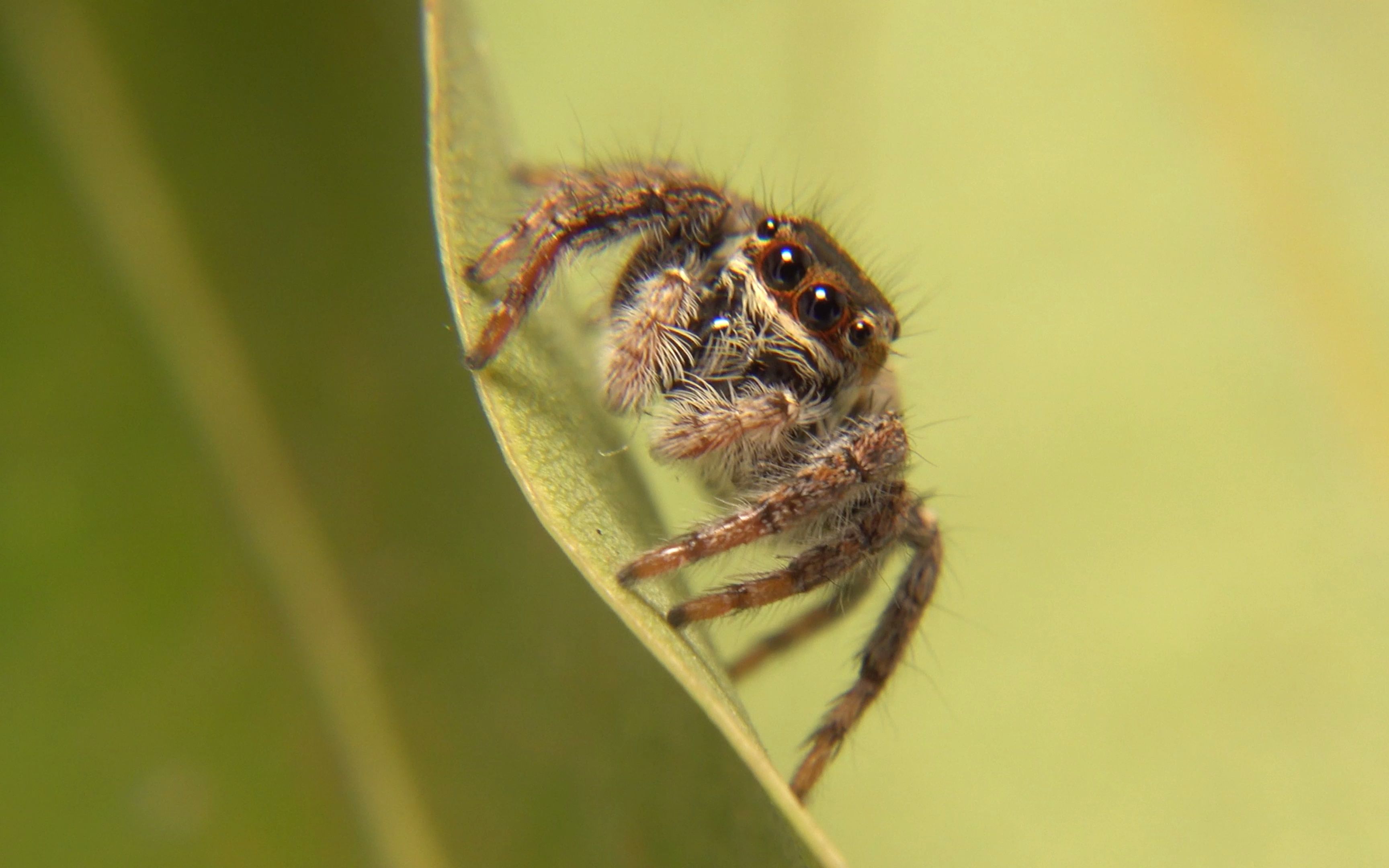 【生物记录/跳蛛】猫跳蛛