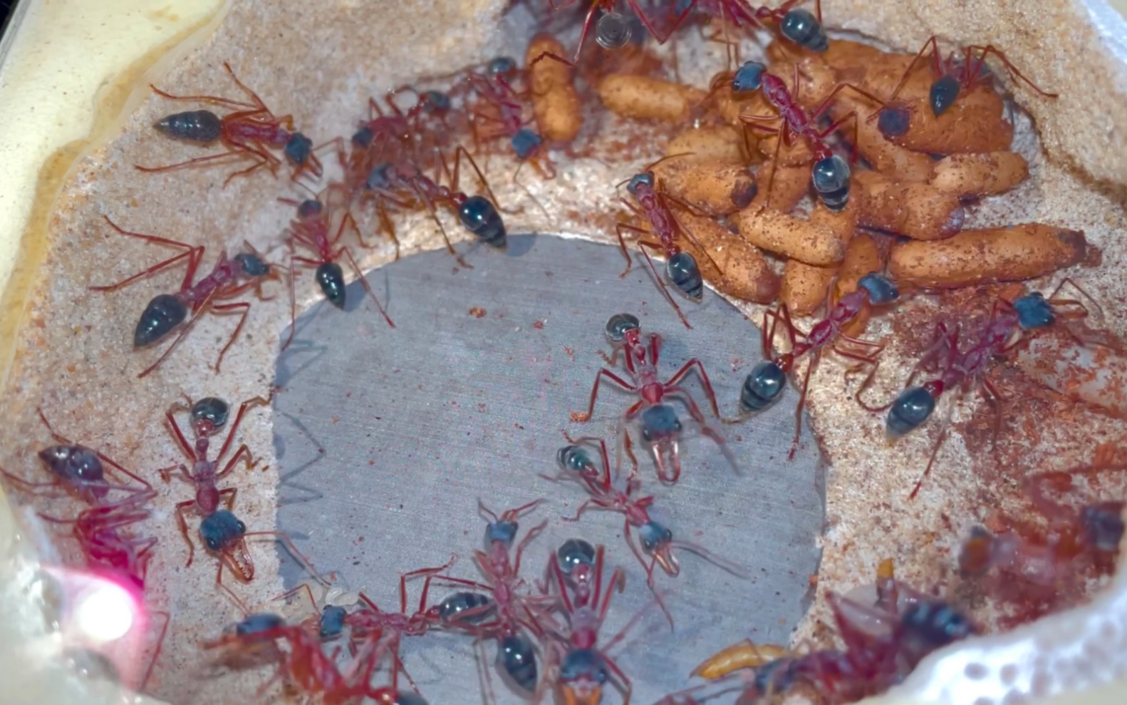 黑头牛蚁现在的状态_哔哩哔哩_bilibili