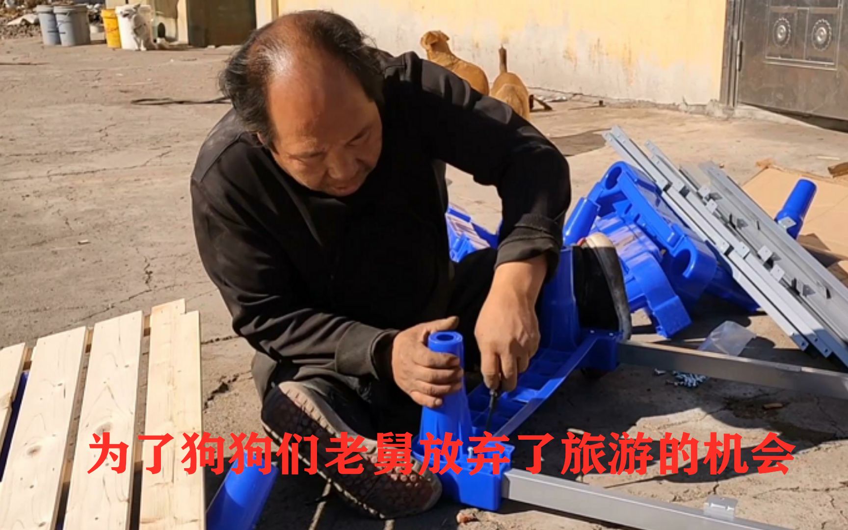 老舅没有去过太大的城市前几天有个机会去旅游他为了狗狗们却放弃了