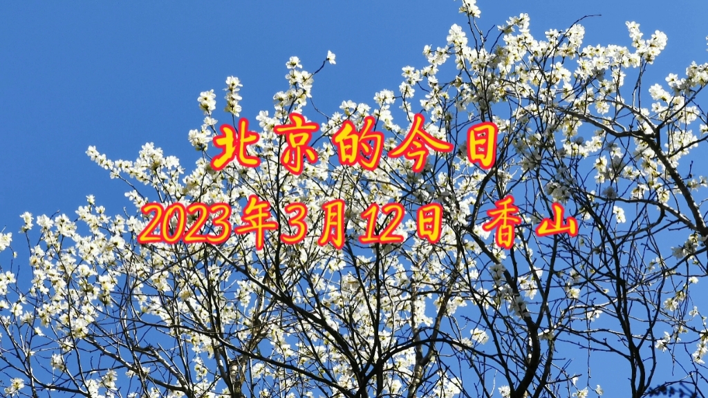 [图]北京的今日（2023年3月13日 香山公园）