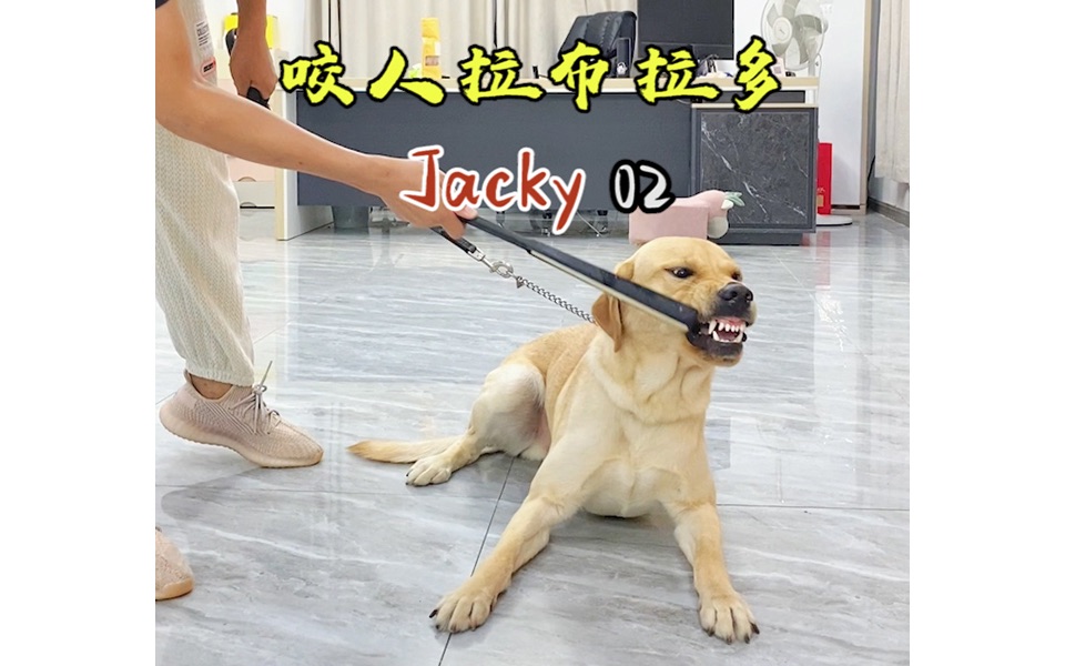 拉布拉多“jacky”护食咬人,校长评估之后说他是“傻护”哔哩哔哩bilibili