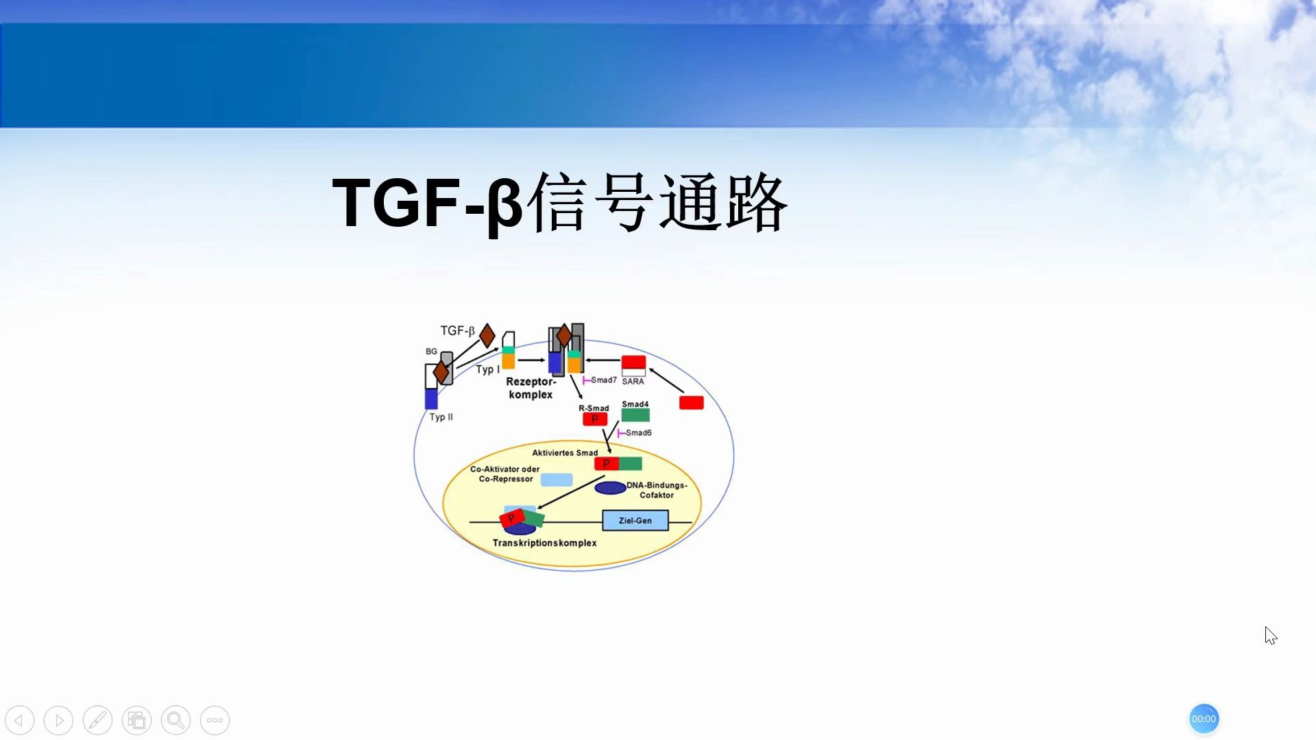 TGF‹通路哔哩哔哩bilibili