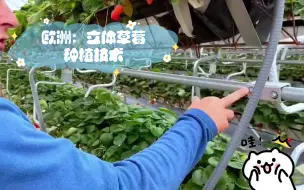 Download Video: 欧洲：立体草莓种植技术