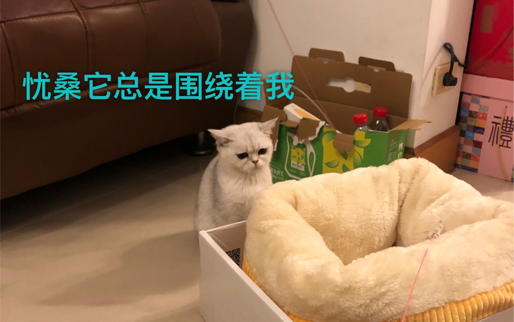 [图]【一只傻猫的生活记录】会握手了耶！就是有点扎手