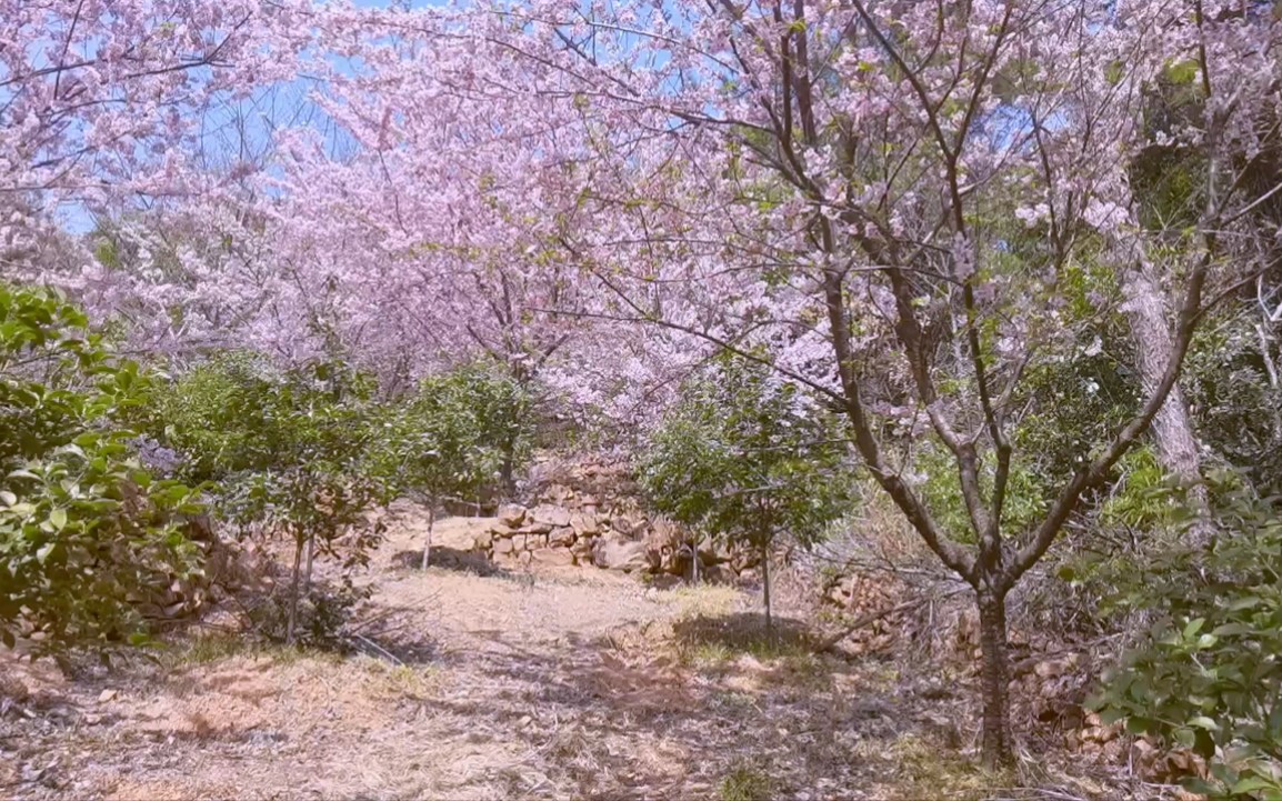 樱花之路-苏州玄墓山_哔哩哔哩_bilibili