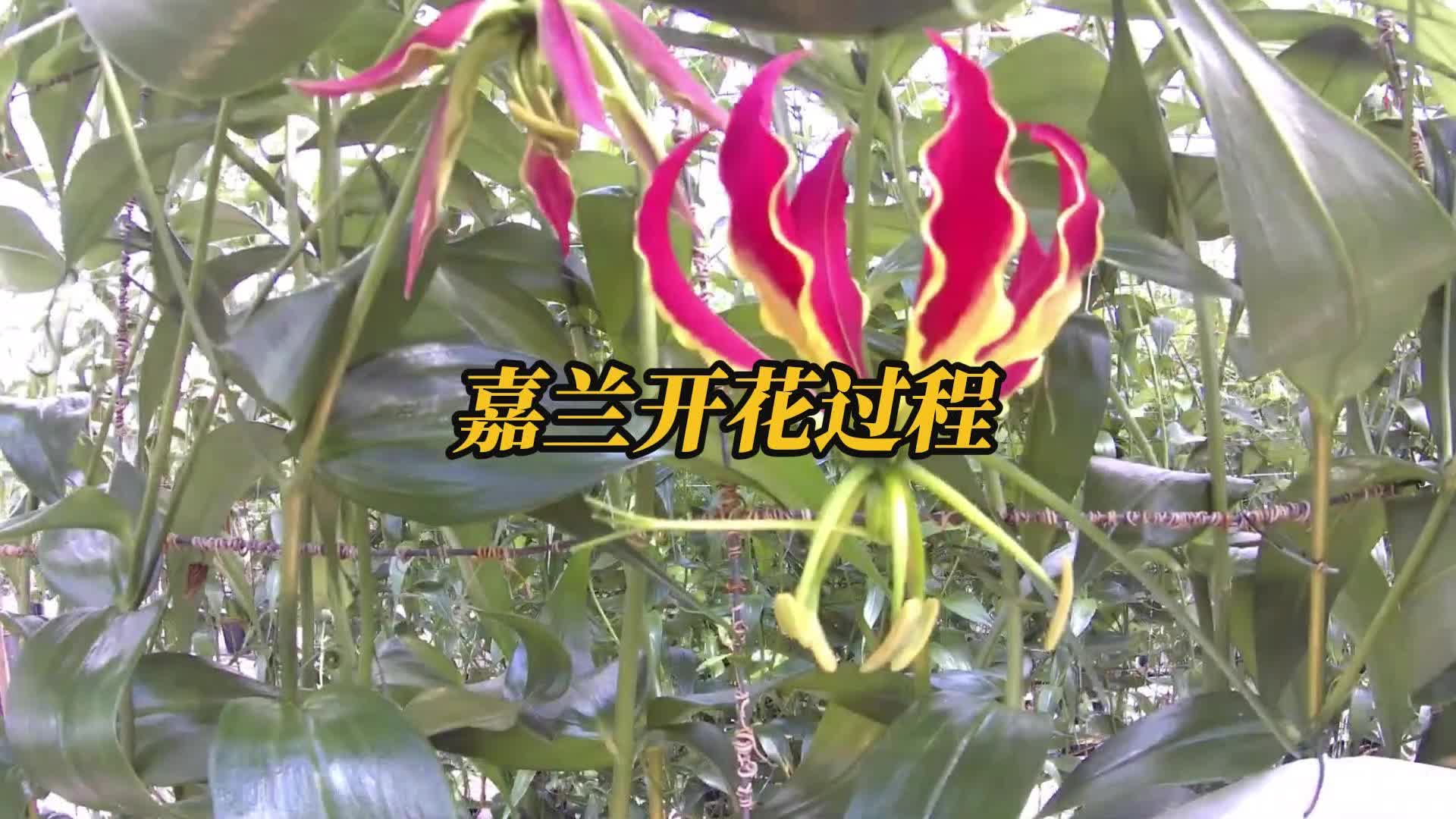 嘉兰开花过程哔哩哔哩bilibili