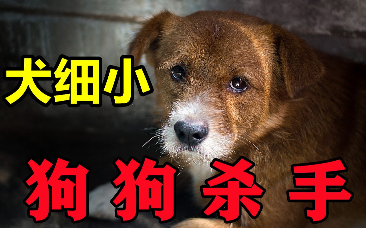 犬细小看这个就够了哔哩哔哩bilibili