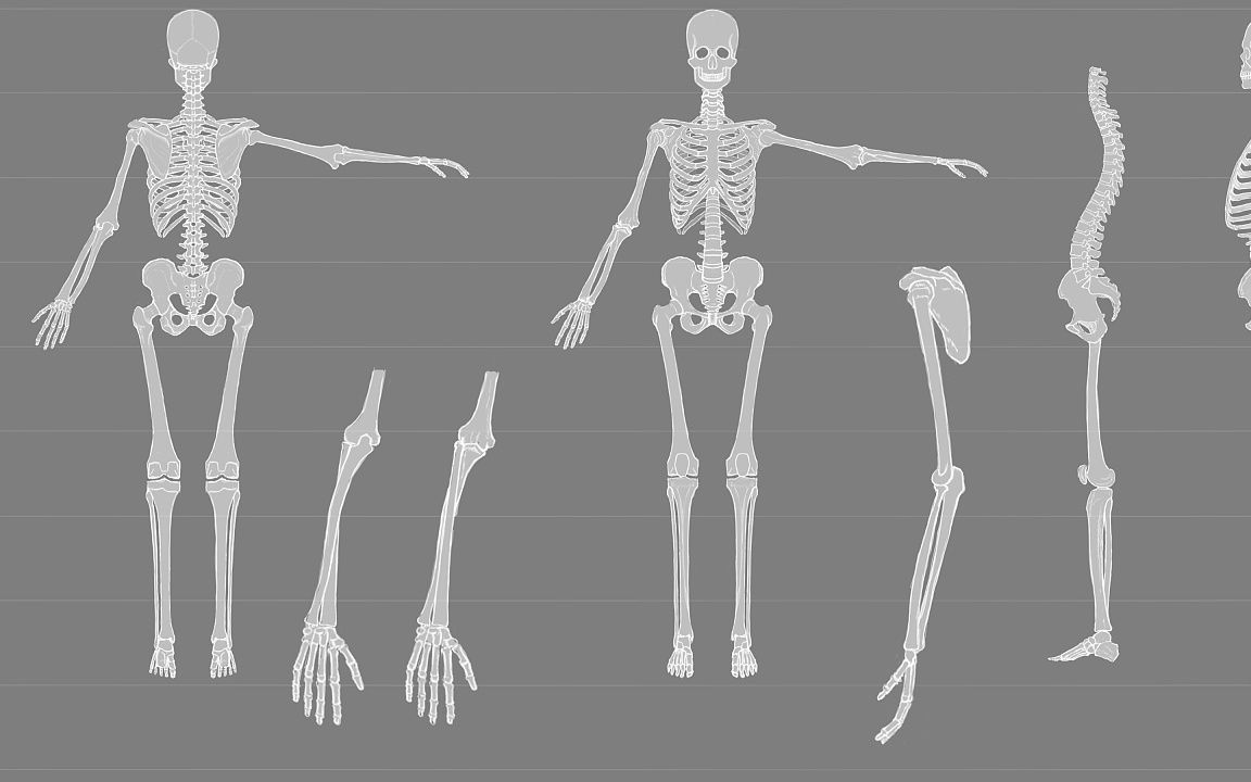 [图]人类全身共有206块骨头，中国人和日本人只有204块，少在哪儿呢？