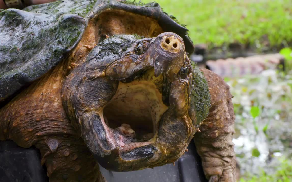 【搬运】寻找野生大鳄龟