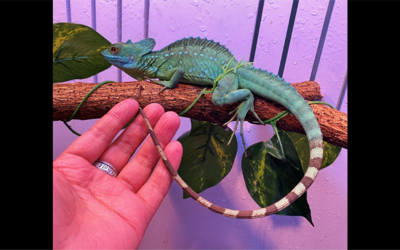 日常分钟～双冠蜥