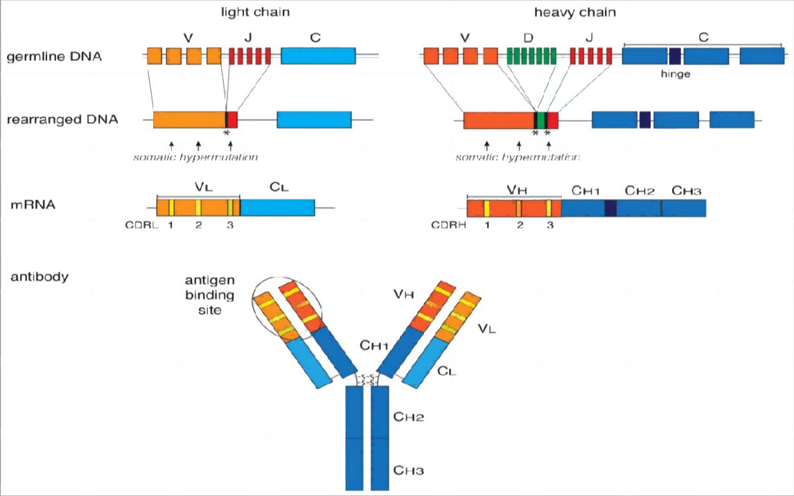 [图]詹韦免疫生物学第九讲：适应性免疫应答（四）——抗原识别受体基因重排机制