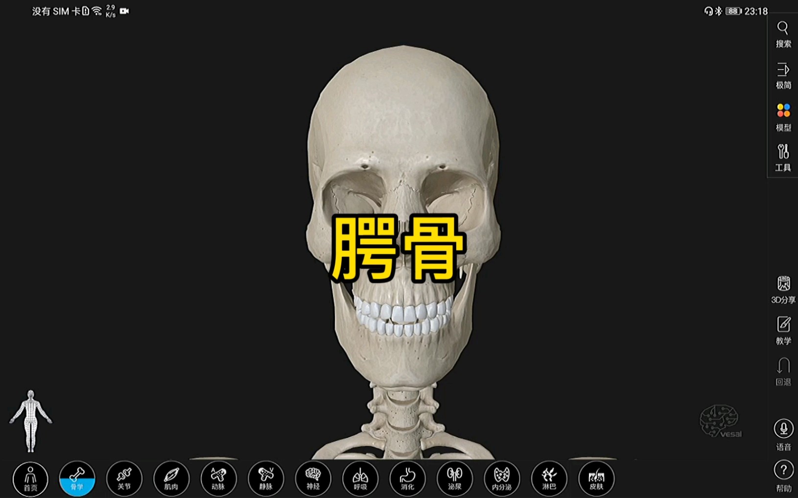 腭骨的3D解剖哔哩哔哩bilibili