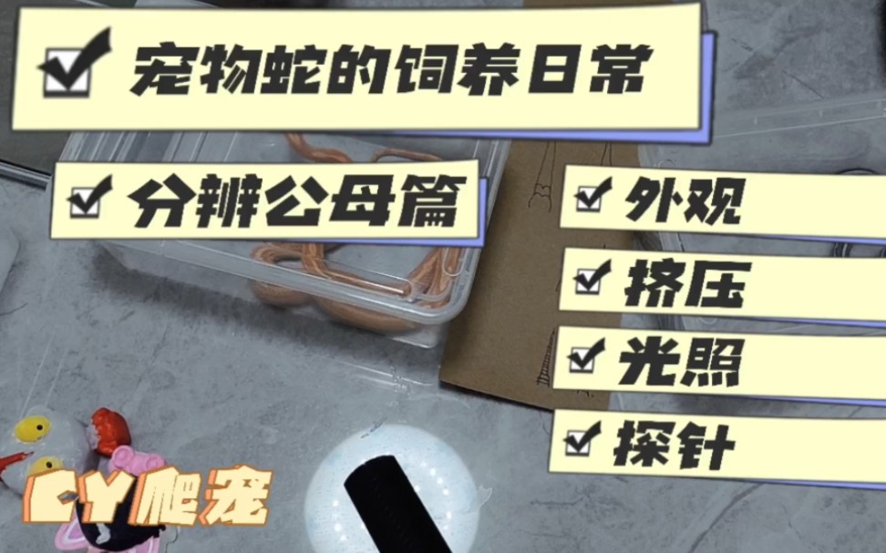 如何区分宠物蛇公母,挤压法、看外观、光照法、探针法哔哩哔哩bilibili