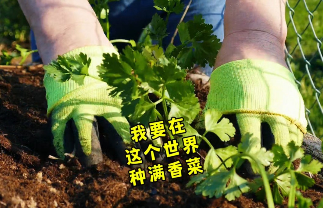 [图]感觉掉进了香菜窝，喜欢香菜不喜欢香菜的都沉默了，主打一个精神状态良好，哈哈哈哈