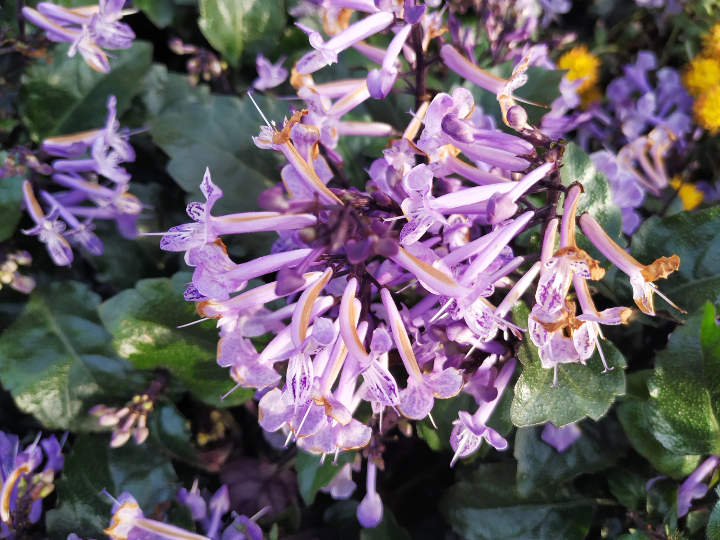 不知道名字的紫色小花