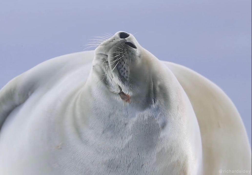 肥肥的食蟹海豹