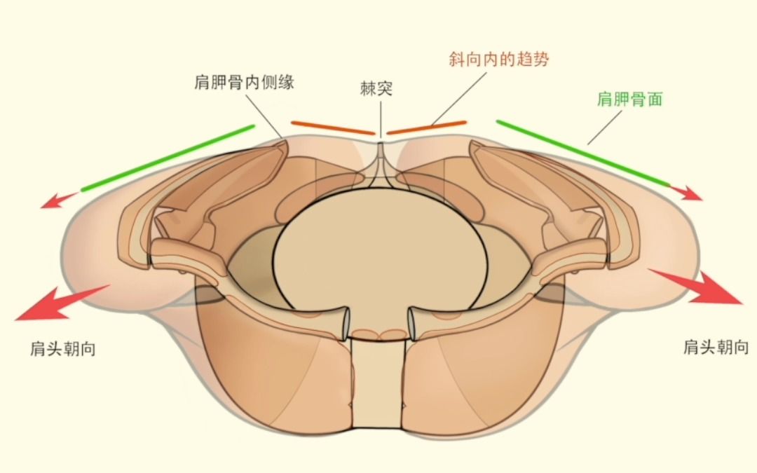 肩胸部侧面3:肩胛骨的结构、方向与影响!哔哩哔哩bilibili