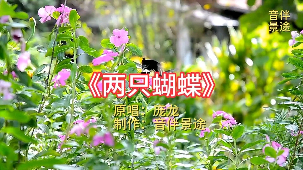 《两只蝴蝶》庞龙原唱完整版;火遍大江南北的歌唤起一代人的回忆
