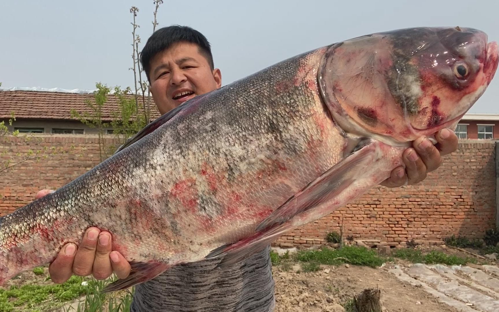 活动  220买了一条18斤重的大花鲢,做成湖南名菜"剁椒鱼头",肉好嫩