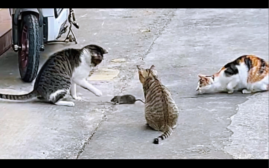 老鼠:再见了妈妈!