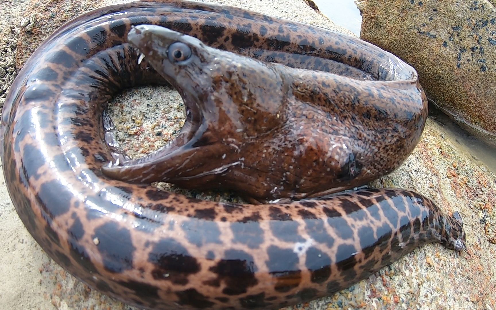 退潮后阿平赶海捡到一个金蛋螺,礁石坑下又发现了凶猛大货_哔哩哔哩