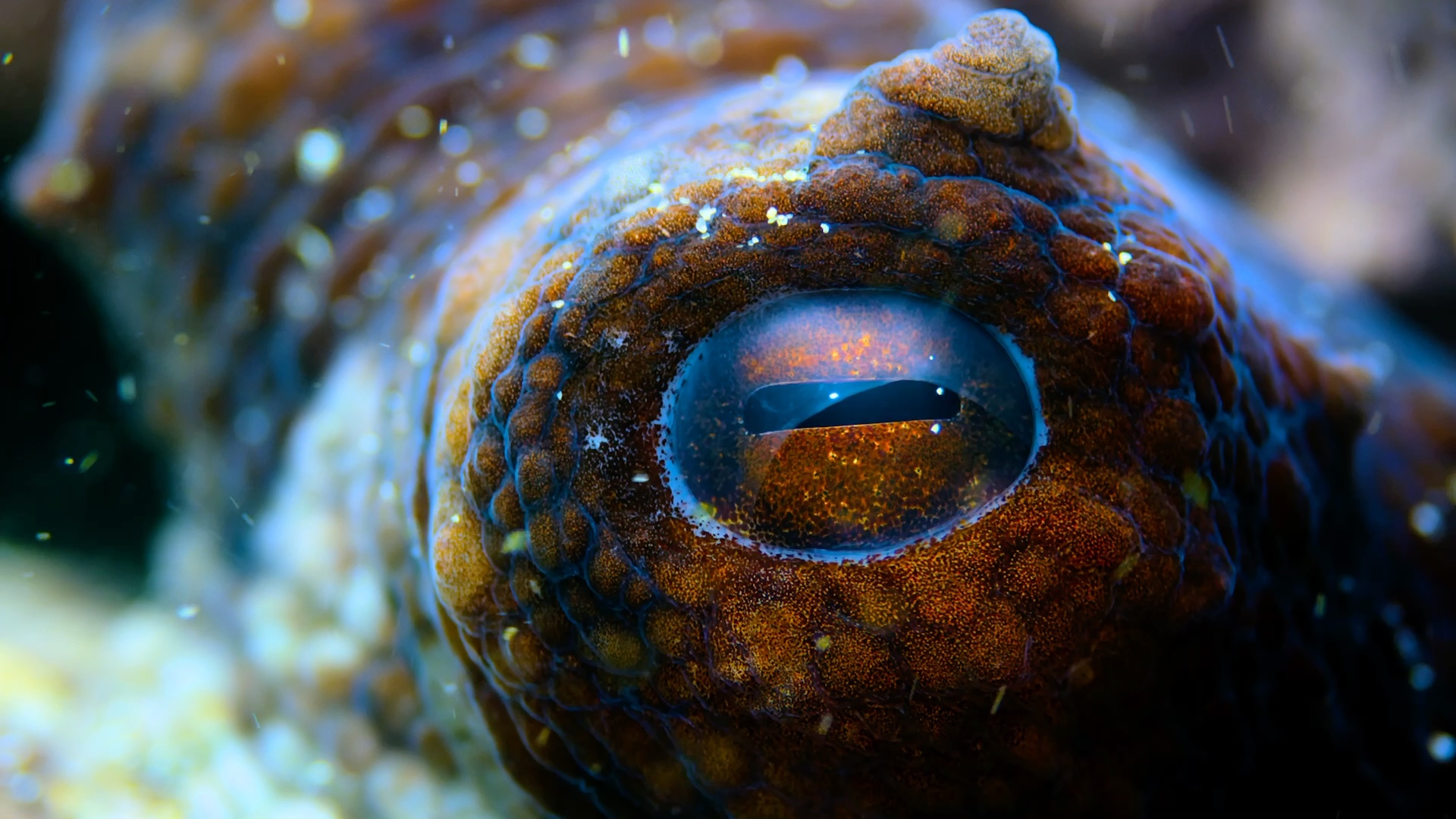 蓝色星球2 — 绿色海洋 一直章鱼的变色之旅