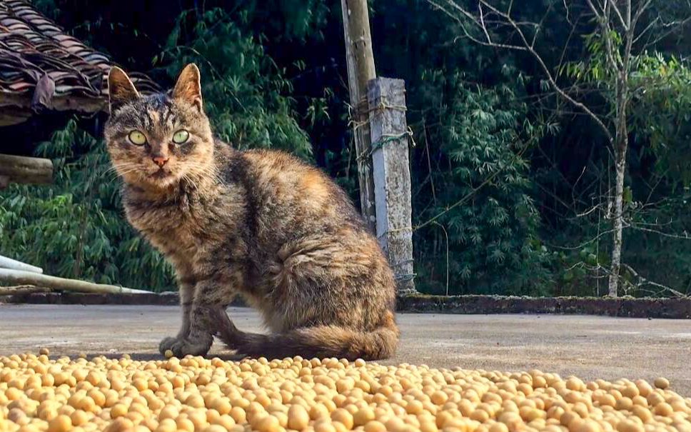 [图]中华狸花猫，深山里的屋檐侠客，高冷的卖萌真能撩人