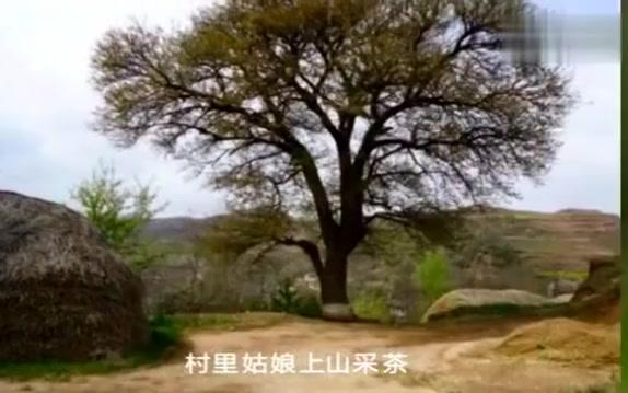 [图]邓丽君演唱《山茶花》甜美清新的歌让人沉醉