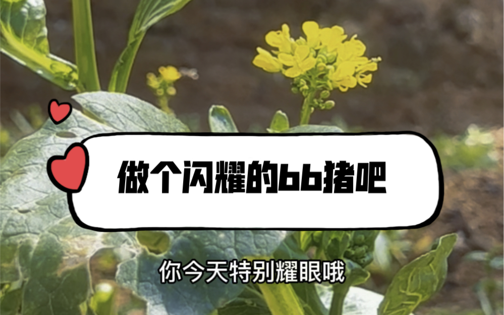 做个耀眼的bb猪吧~哔哩哔哩bilibili