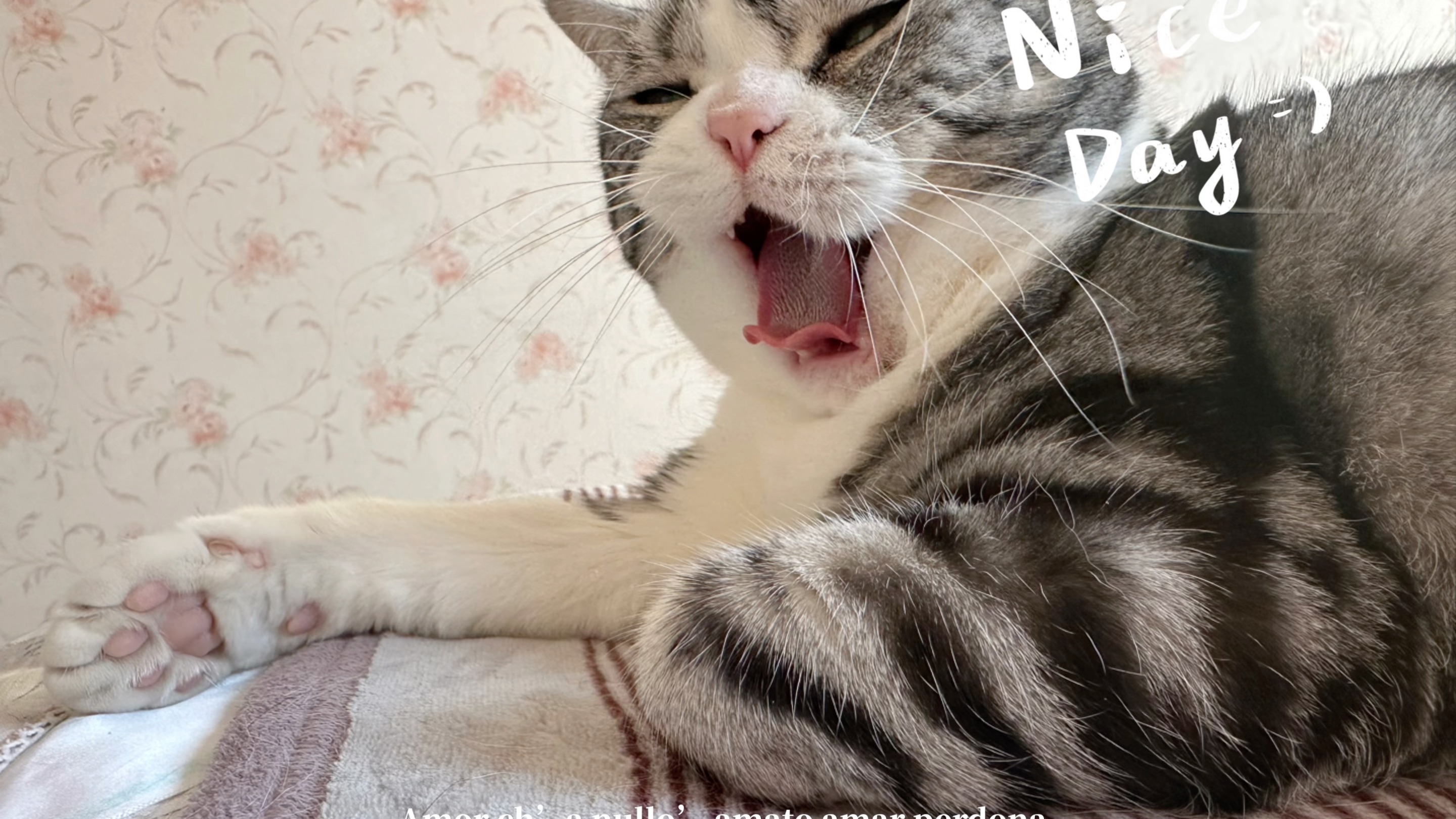 叫我的猫主子起床