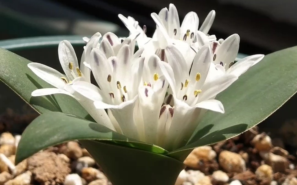 【球根】立金花–粉铃花,同株自花授粉_哔哩哔哩_bilibili