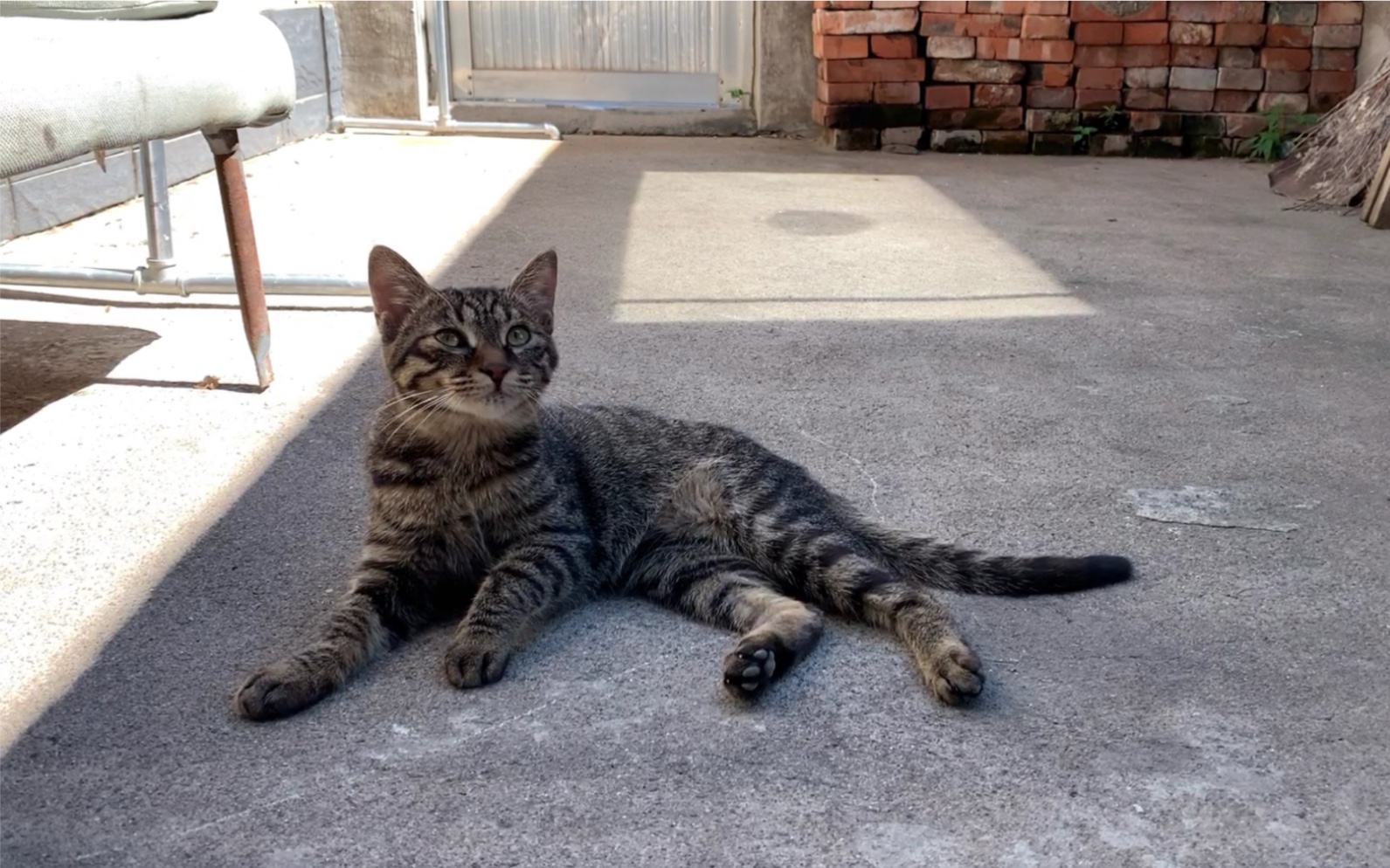 大山里散养的狸花猫满身都是野猫气息