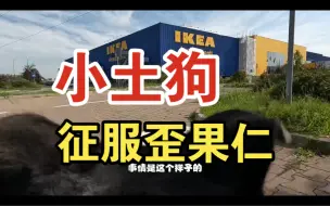 Descargar video: 中国小土狗凭借优秀表现征服歪果仁的心