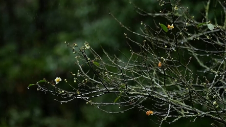 [图]一场冬雨，醉了青山，乱了水池。