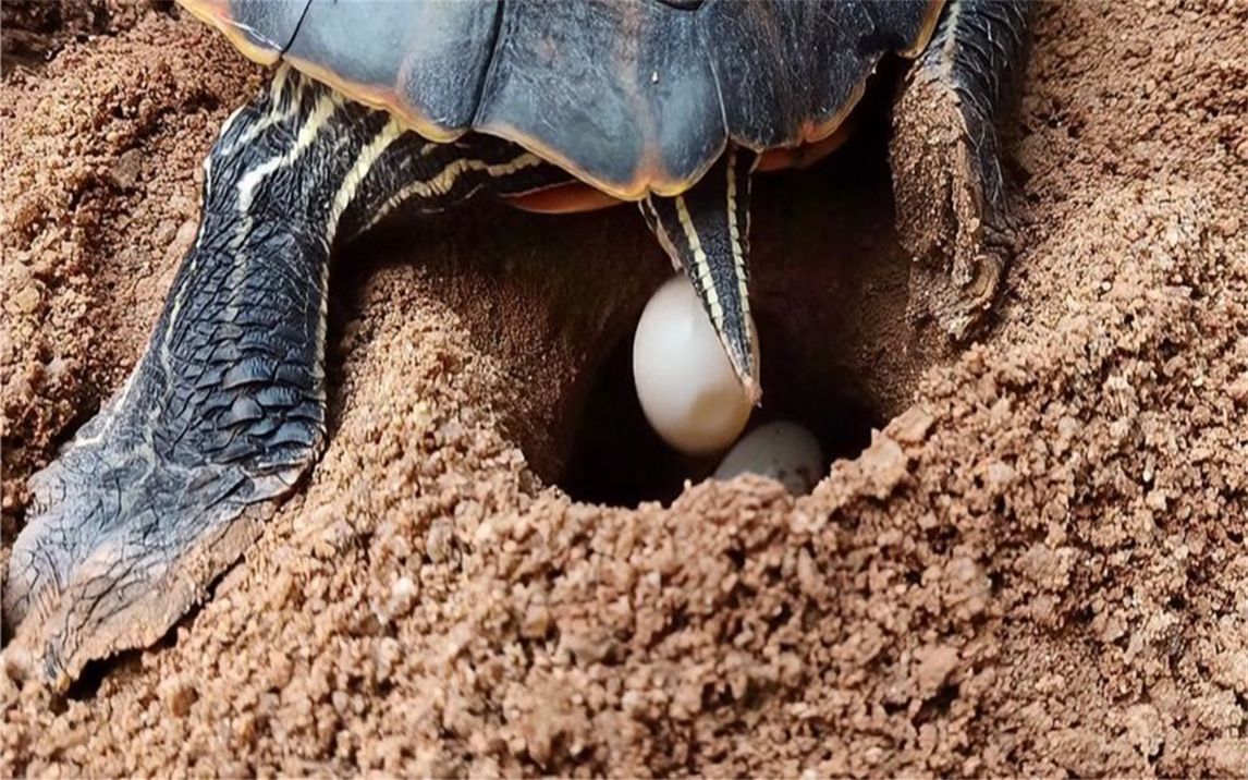 乌龟一次下几个蛋图片