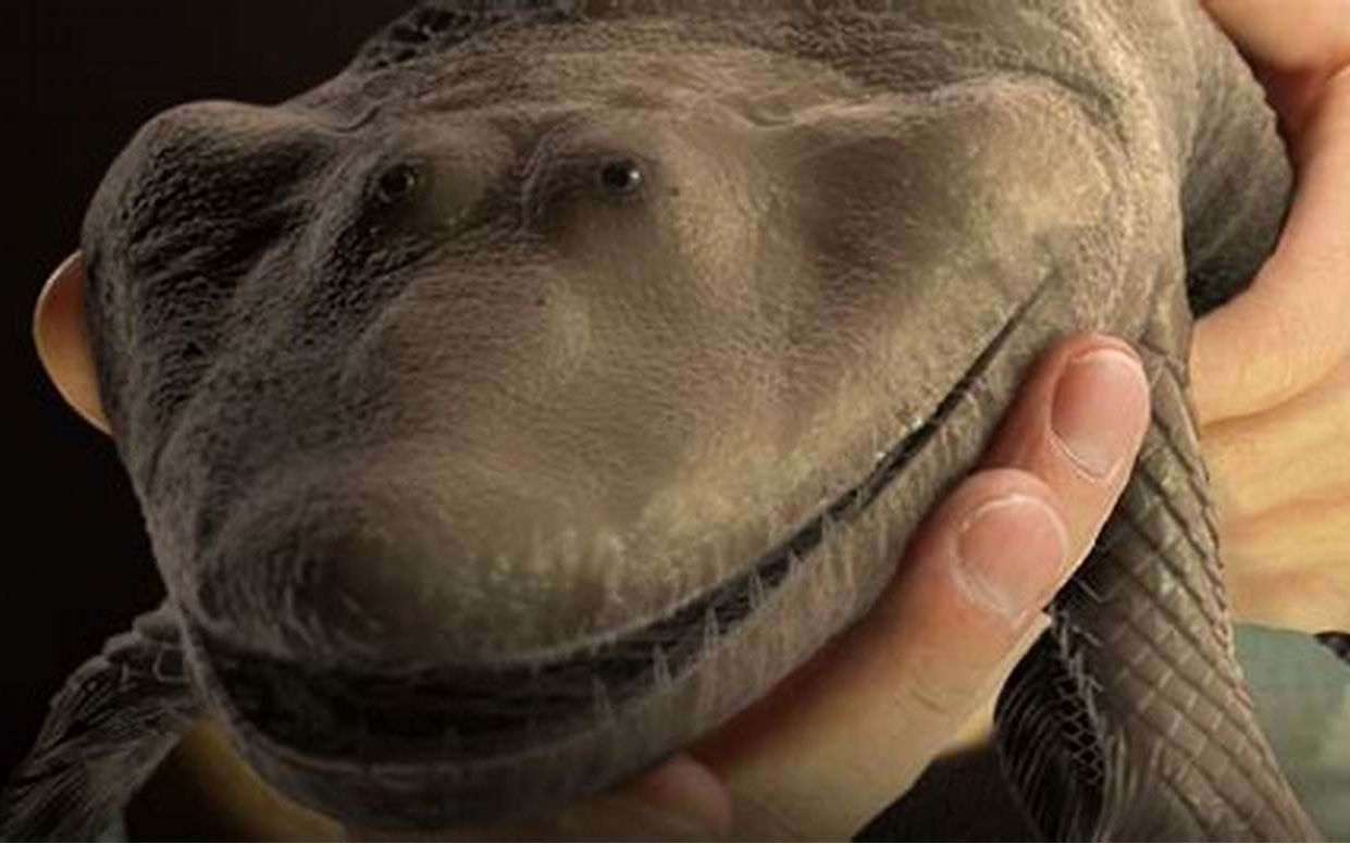 找到提塔利克鱼 finding tiktaalik