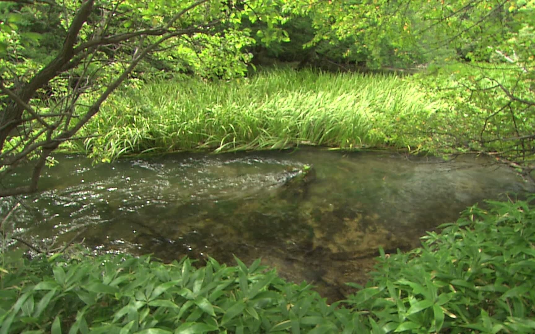 小溪流水,滋养着溪流两个的芊芊绿草