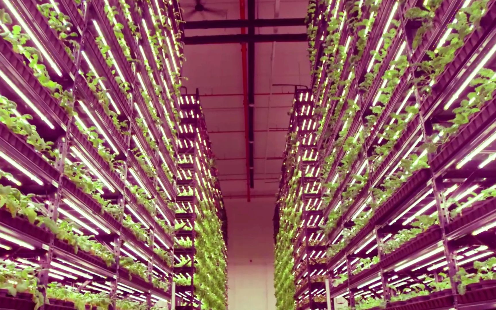 新加坡有机农业种植