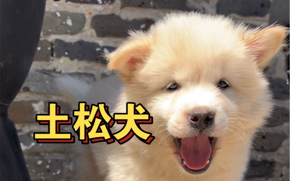 中华田园犬土松犬哔哩哔哩bilibili