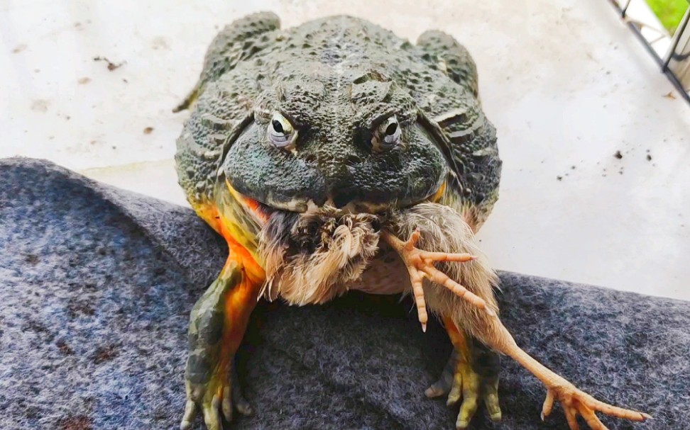 活吞.非洲牛蛙普普._哔哩哔哩_bilibili