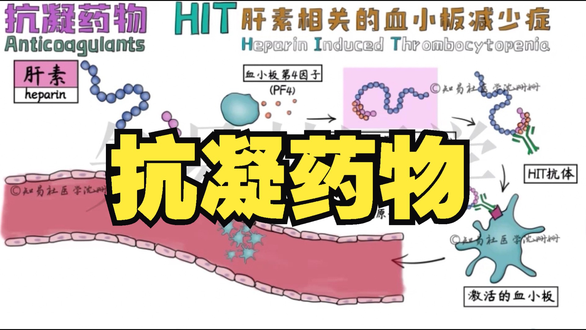 医学带背 抗凝药物(一)| 肝素 低分子肝素 华法林 直接口服抗凝药(达比加群 利伐沙班)哔哩哔哩bilibili